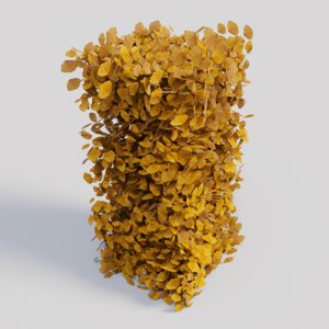 fagus sylvatica hedge fall 3D model