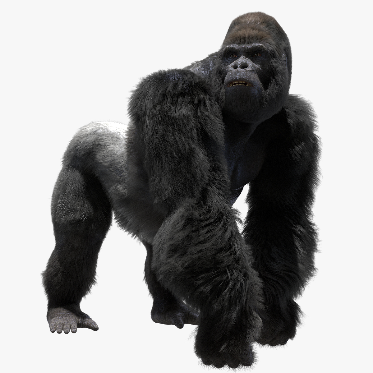 Mountain gorilla rigged 3D model TurboSquid