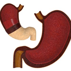human stomach 3D model