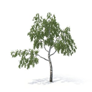 birch tree summer version model
