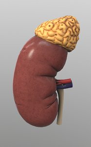 kidney adrenal 3D