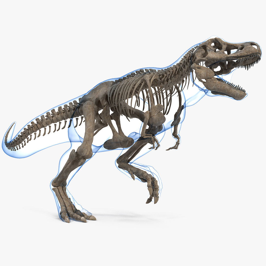 tyrannosaurus skeleton