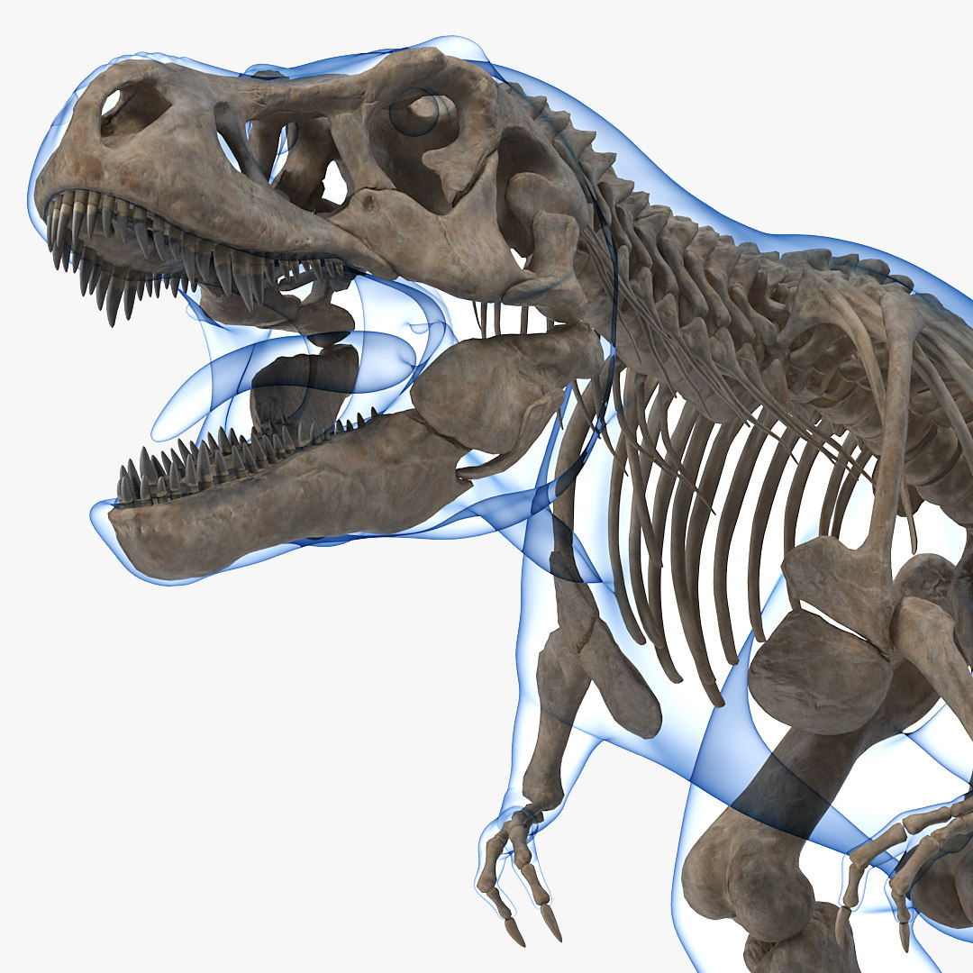 tyrannosaurus skeleton