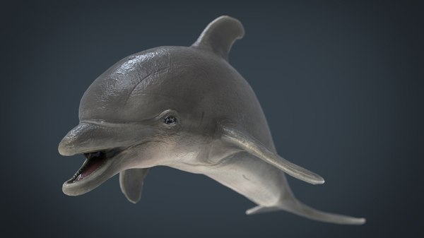 3d Dolphin Animal Mammal Model Turbosquid