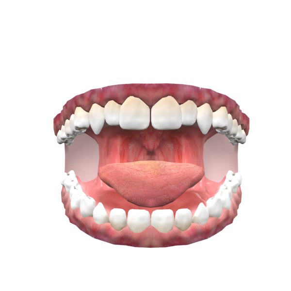 3D anatomic mouth jaw teeth tongue model TurboSquid 1490786