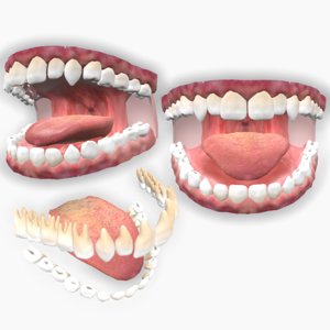 3D anatomic mouth jaw teeth tongue model