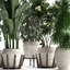 exotic plants pots 3D model