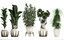 exotic plants pots 3D model