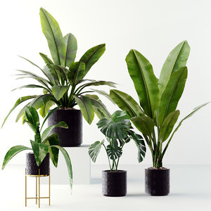 plants le 3D