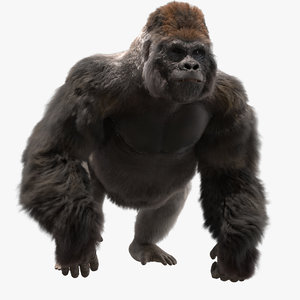 3D lowland gorilla rigged