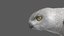 snowy owl animation model
