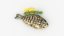 realistic grilled fish 3D model