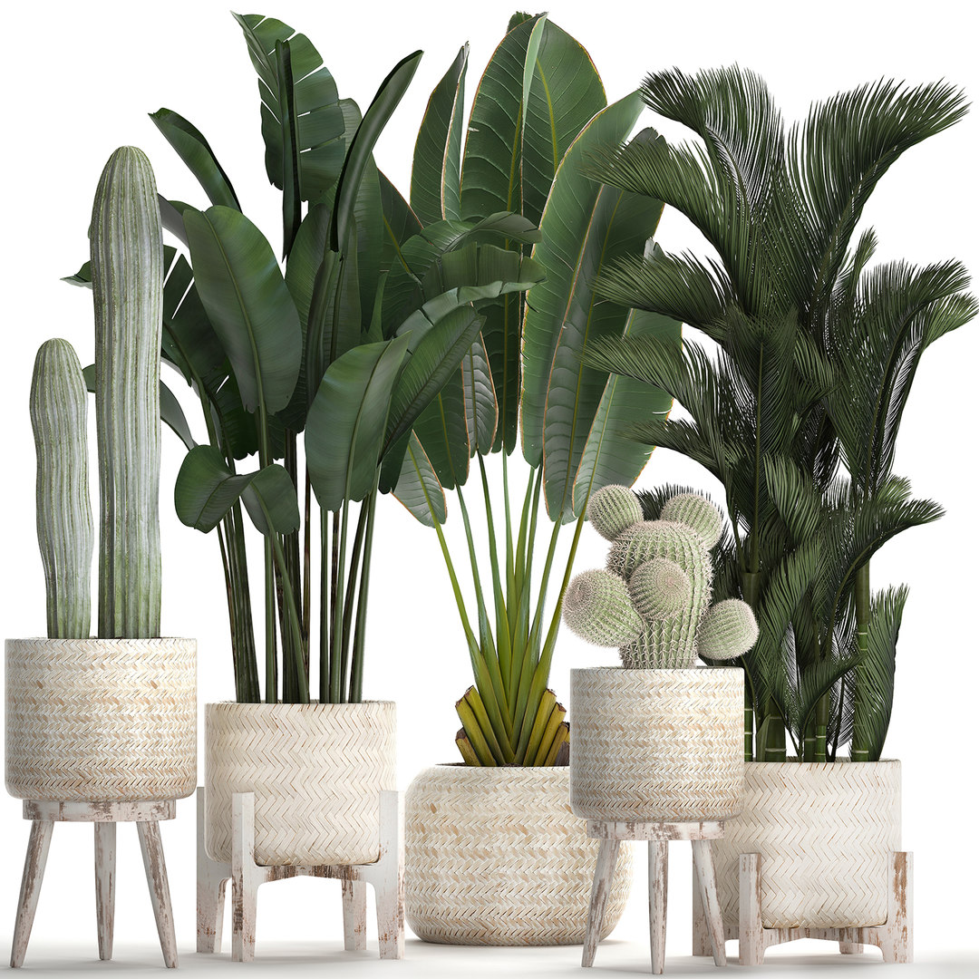 3D exotic plants pots - TurboSquid 1491271