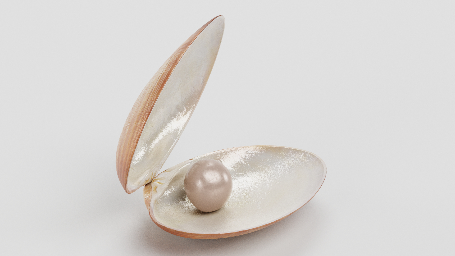 蛤pearl珍珠13d模型