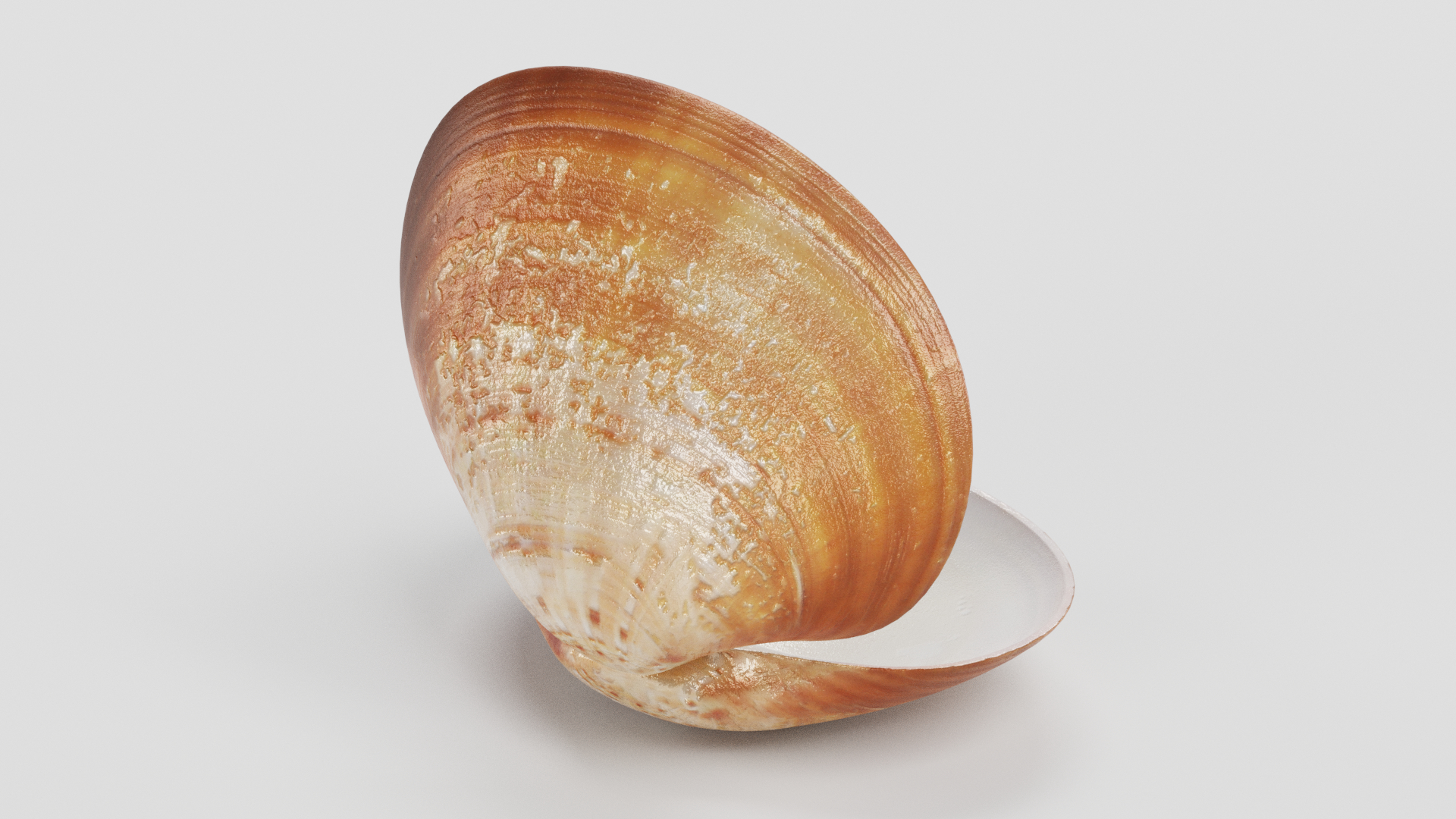 蛤pearl珍珠13d模型