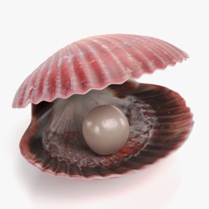 clam pearl 2 3D model