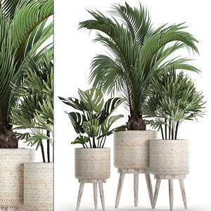 houseplants exotic plants white 3D model