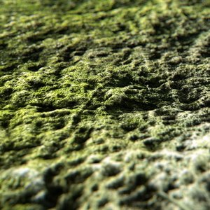 Moss Covered Stone_002