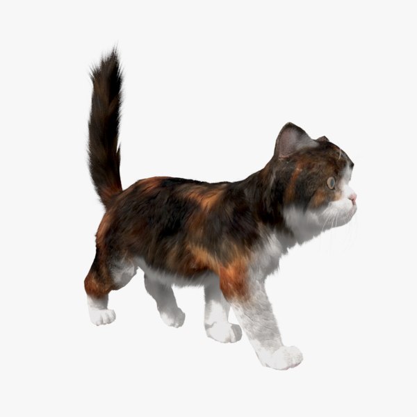cat fur animations 3D model