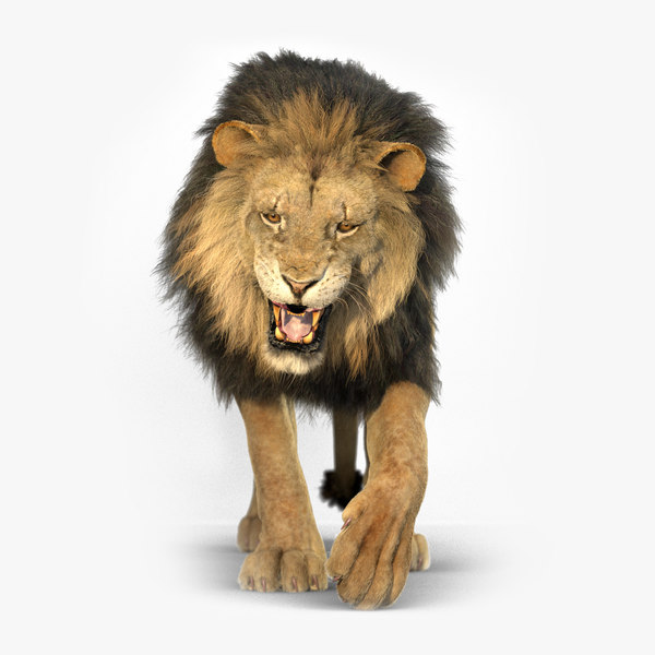 Modele 3d De Lion Animated Redshift 2 Turbosquid