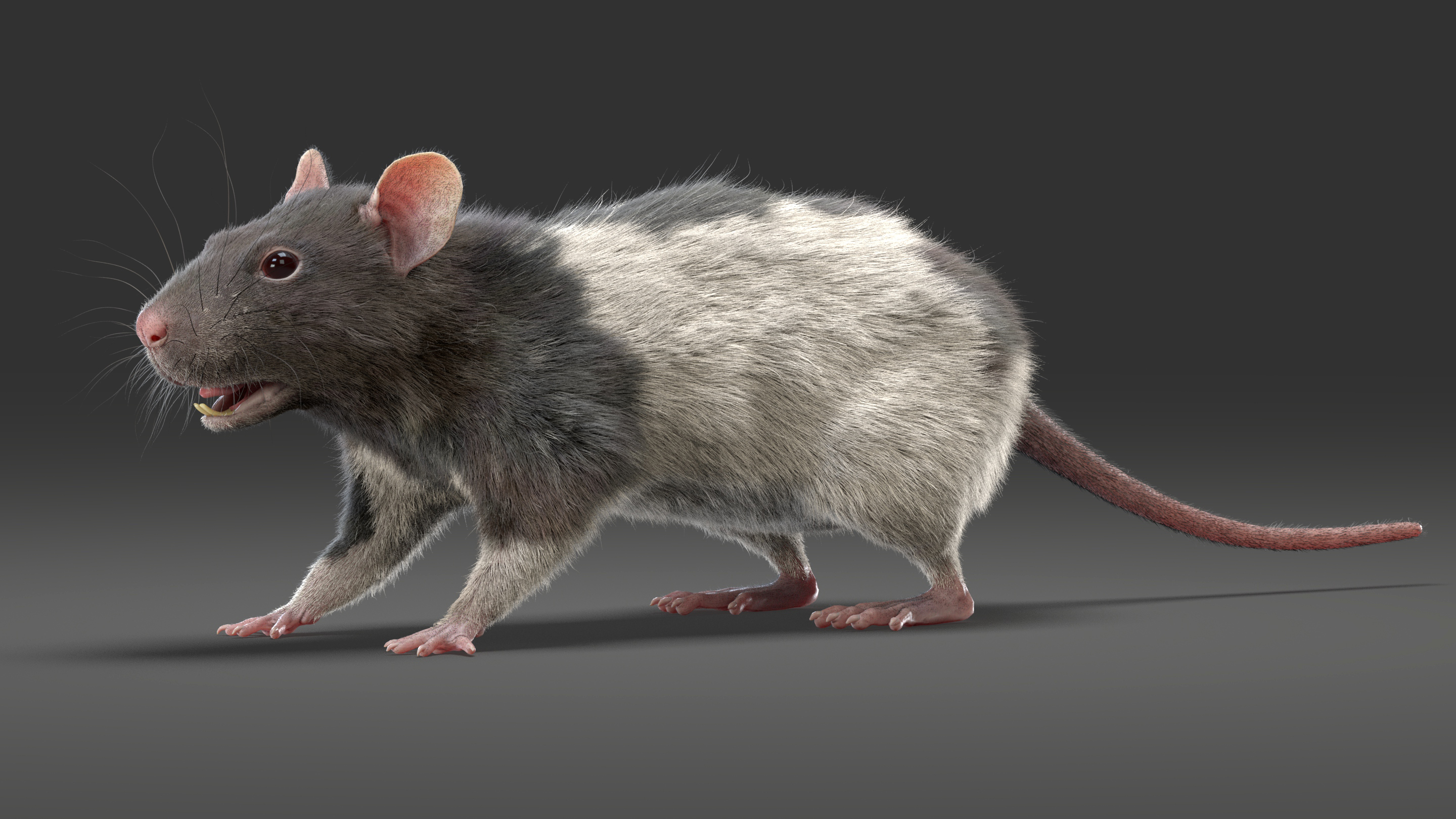 Rat fur 3D model - TurboSquid 1493106