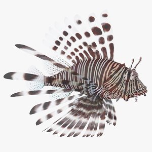 lionfish coral reef fish model