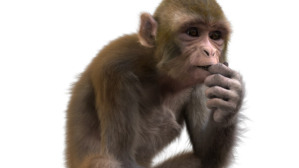 Monkey rigged model - TurboSquid 1493219