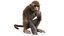 monkey rigged model