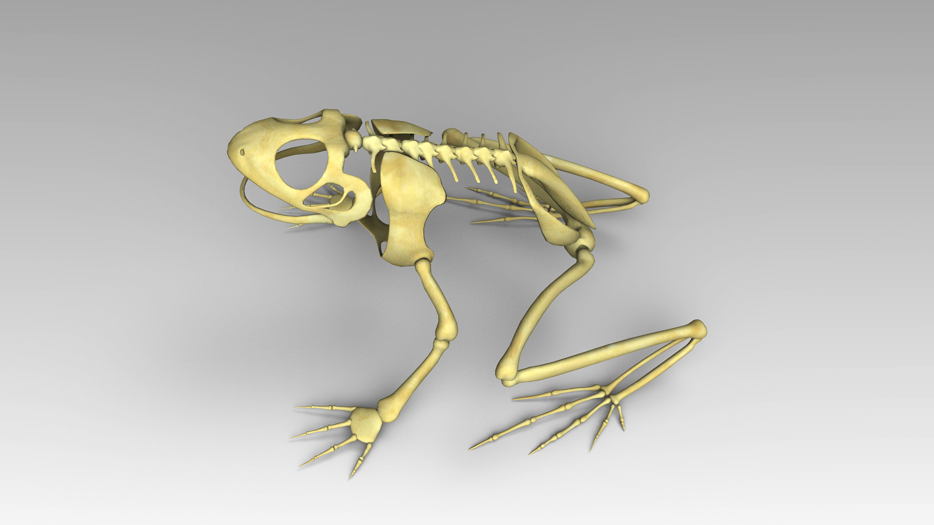 3d frog skeleton model