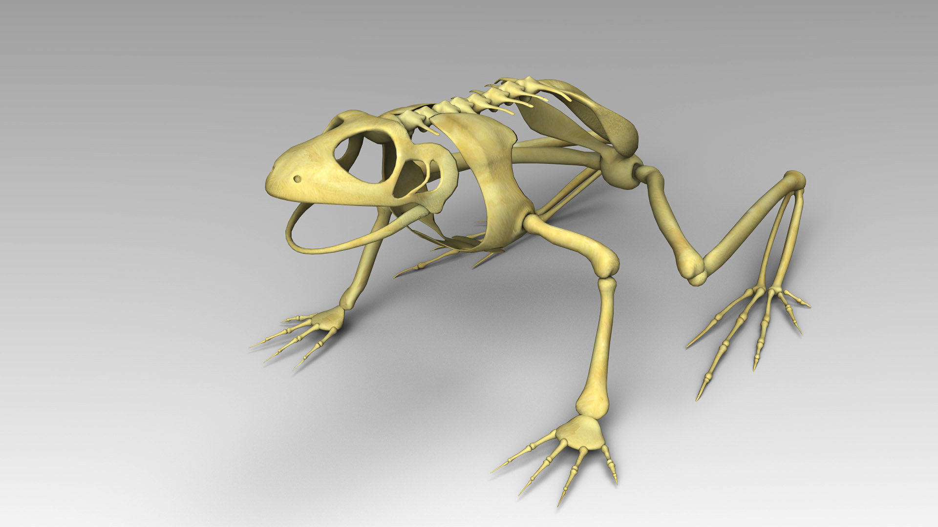 3d frog skeleton model