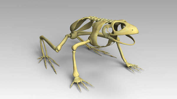 3d frog skeleton model