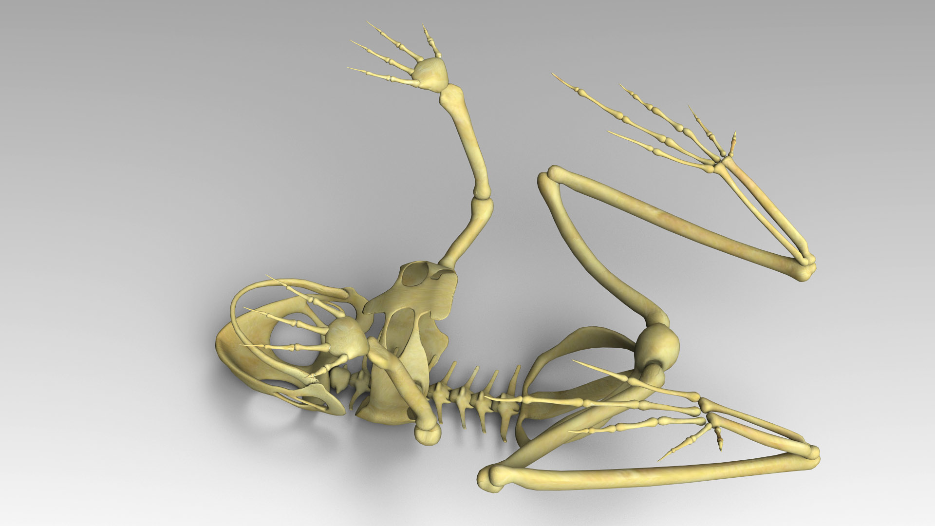 3d frog skeleton model