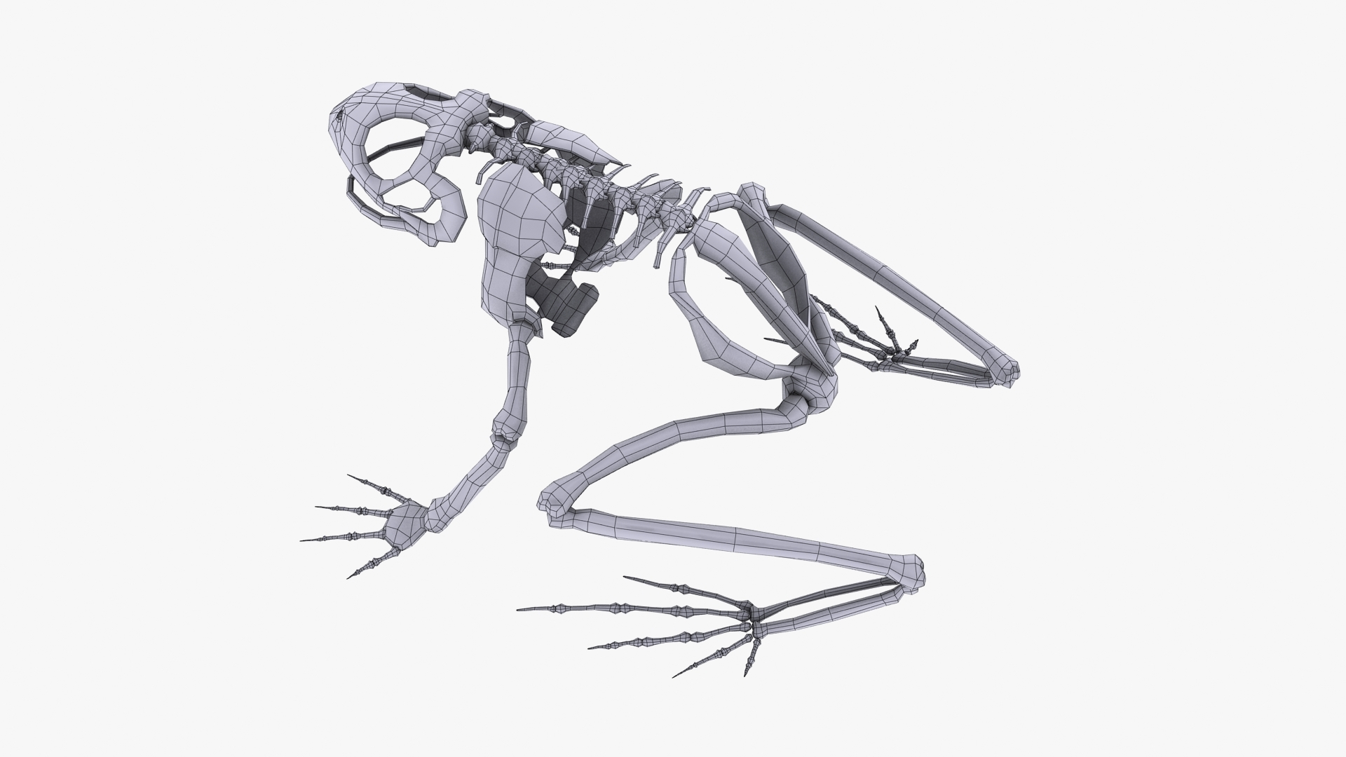disarticulated skeleton of frog