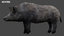 3D pig animal boar