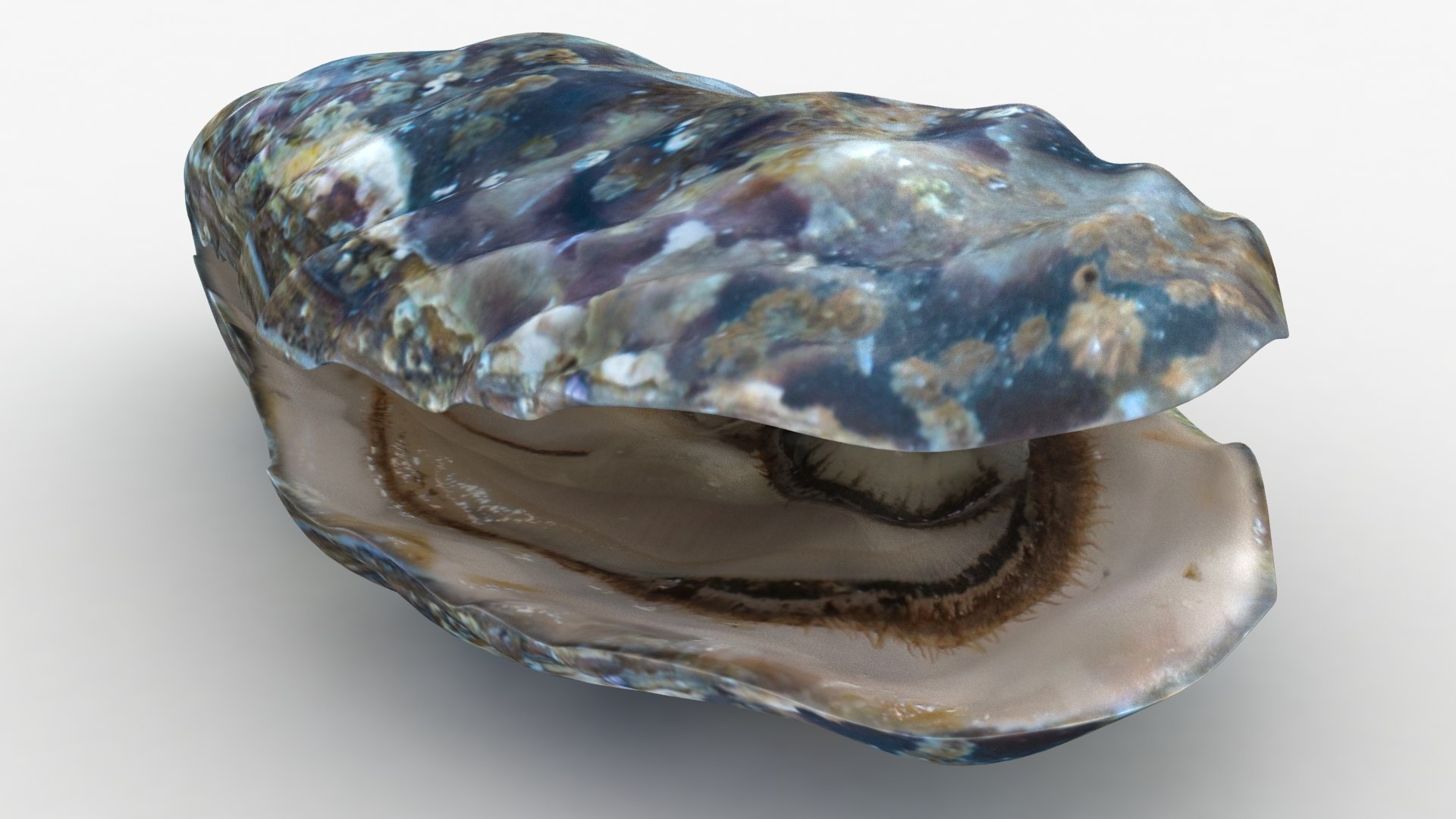 Live oysters 3D TurboSquid 1494053