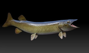 3D model animation muskellunge fish