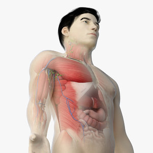 3D model asian male anatomy rigged