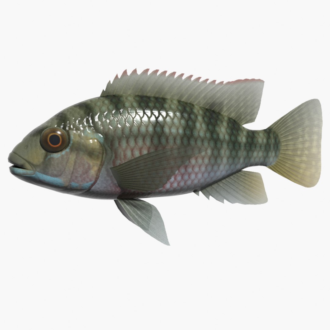 tilapia zillii swimming 3d model