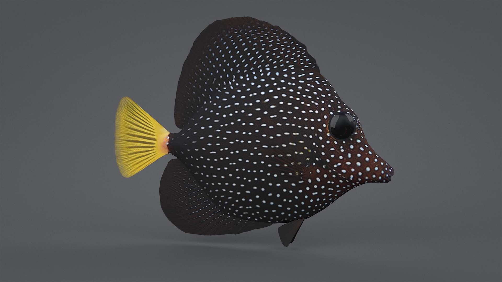 coral reef fish 3d model