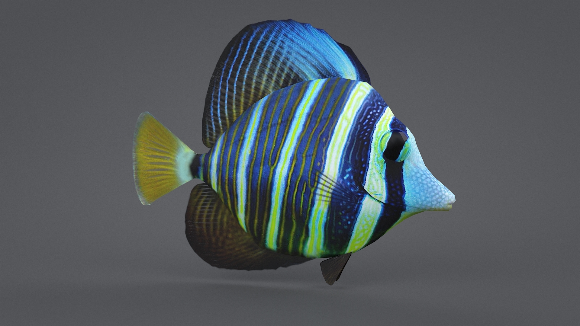 珊瑚鱼收藏3d模型