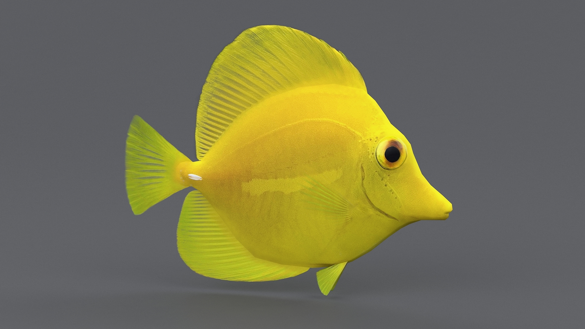 珊瑚鱼收藏3d模型