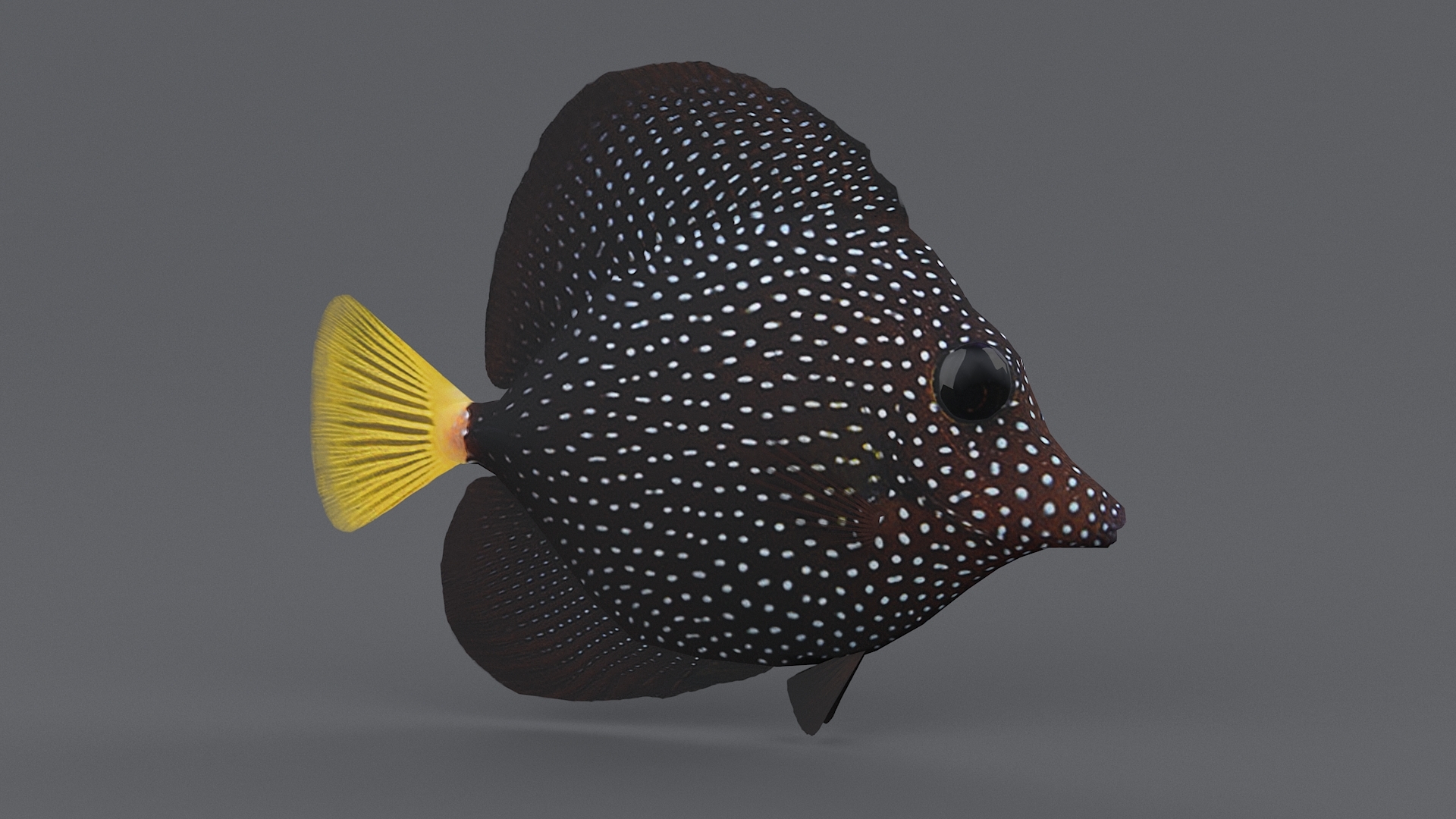coral reef fish 3d model