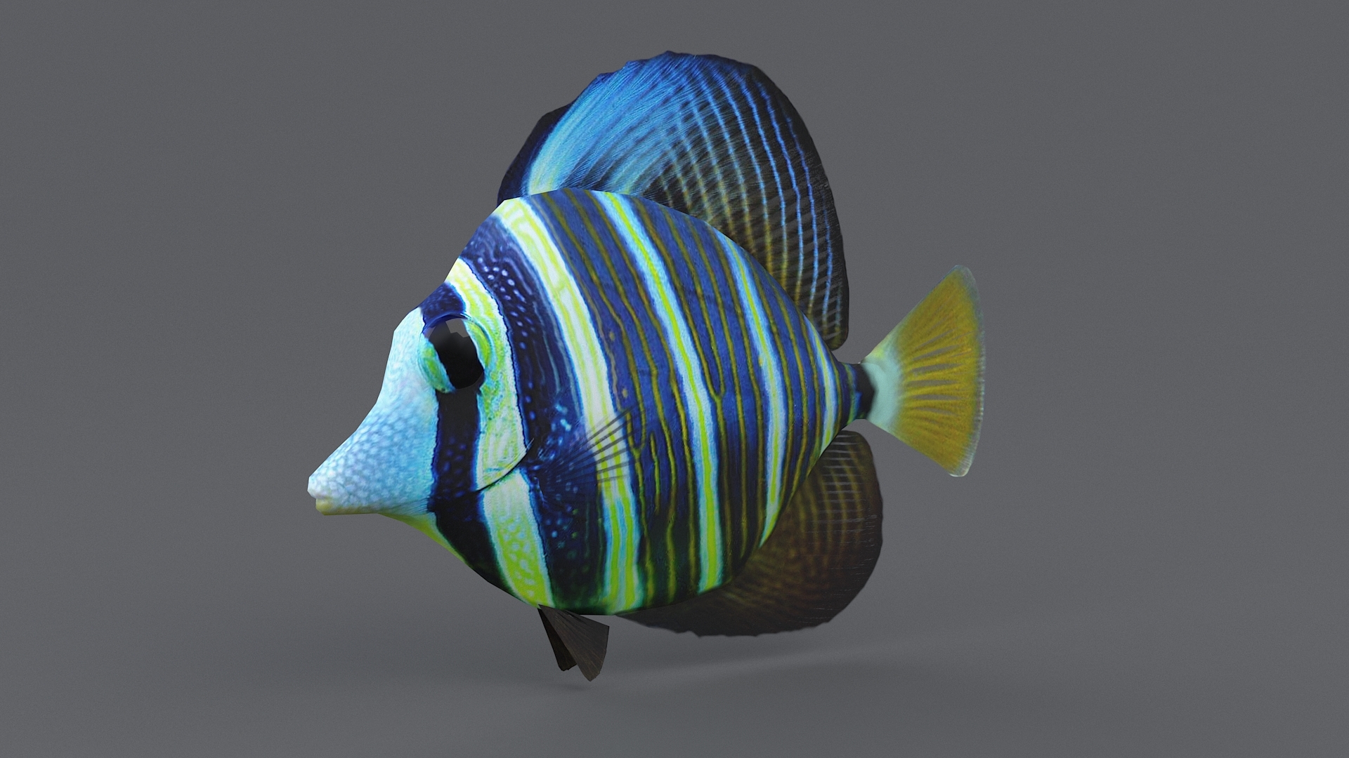 珊瑚鱼收藏3d模型