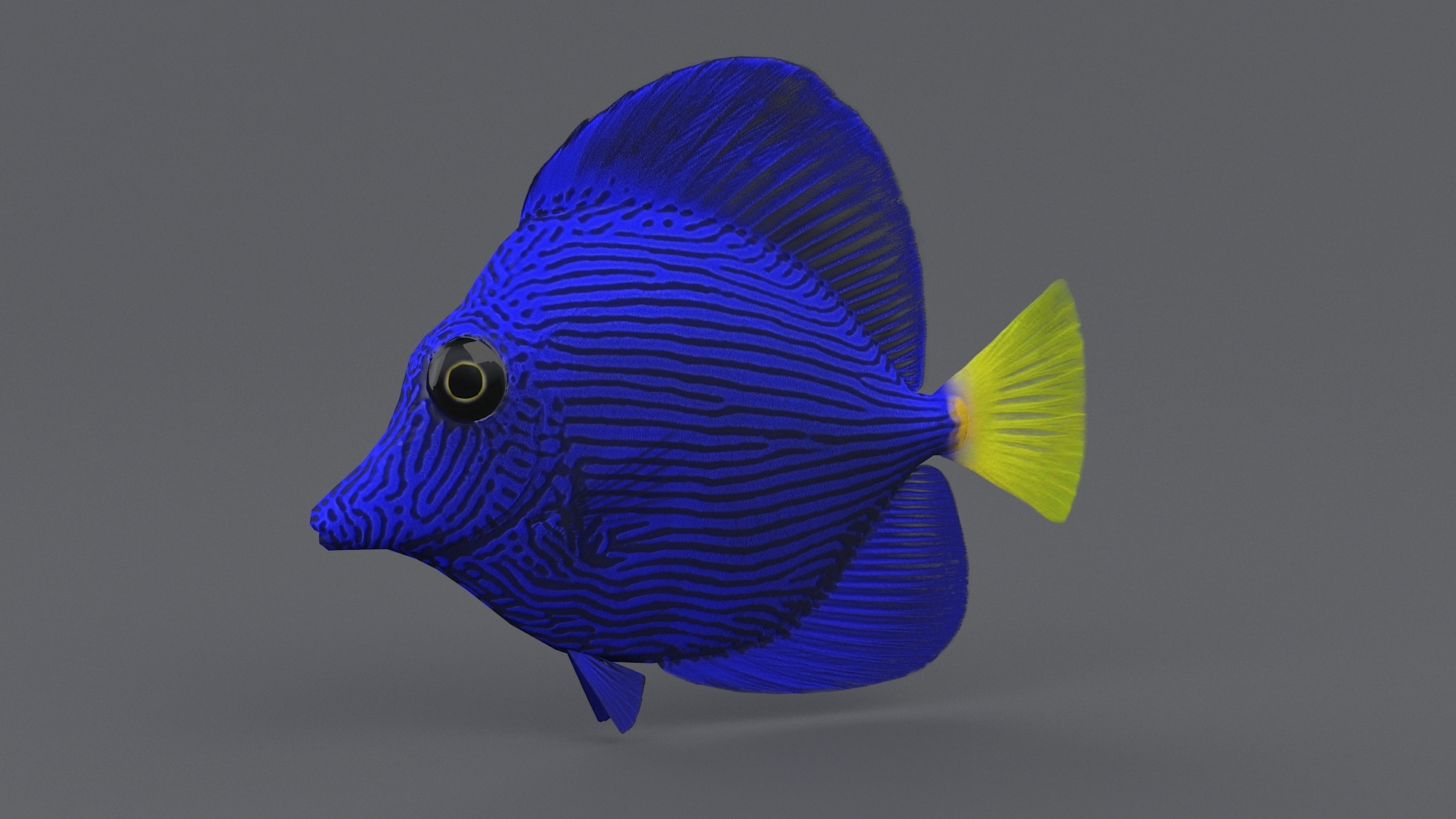 珊瑚鱼收藏3d模型