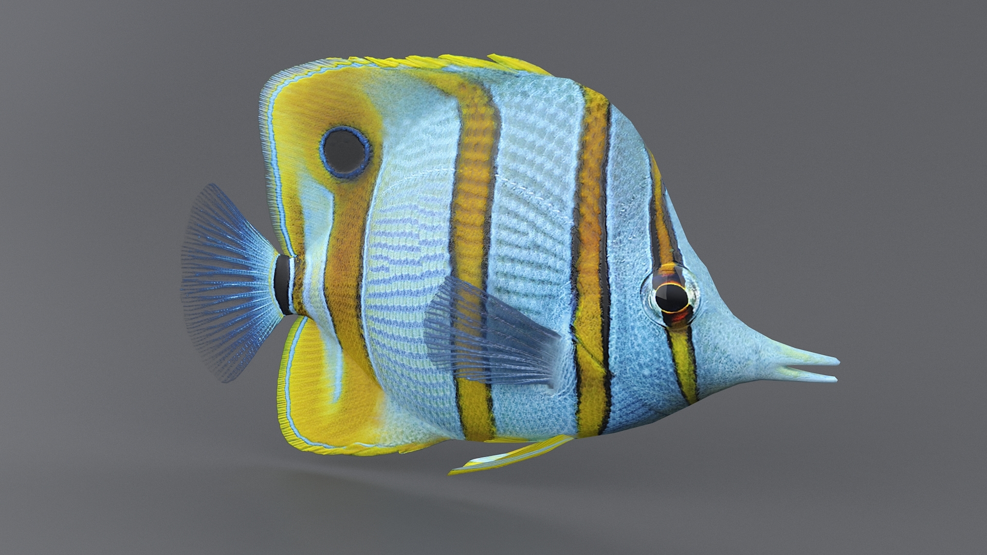 coral reef fish 3d model