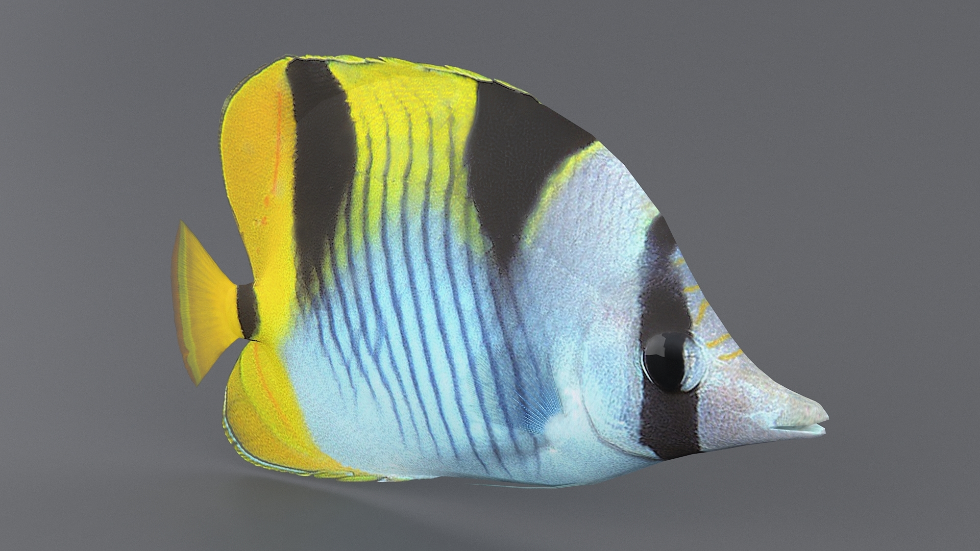 珊瑚鱼收藏3d模型