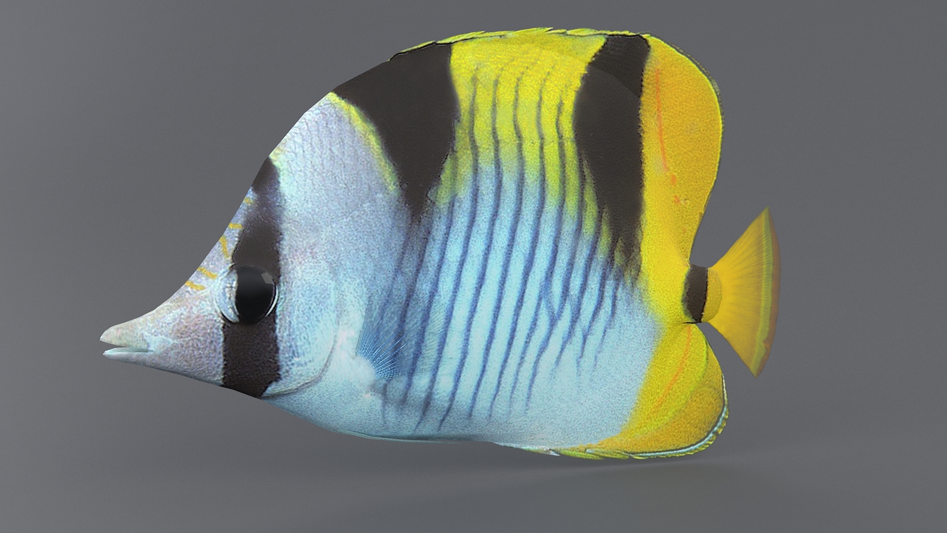 coral reef fish 3d model