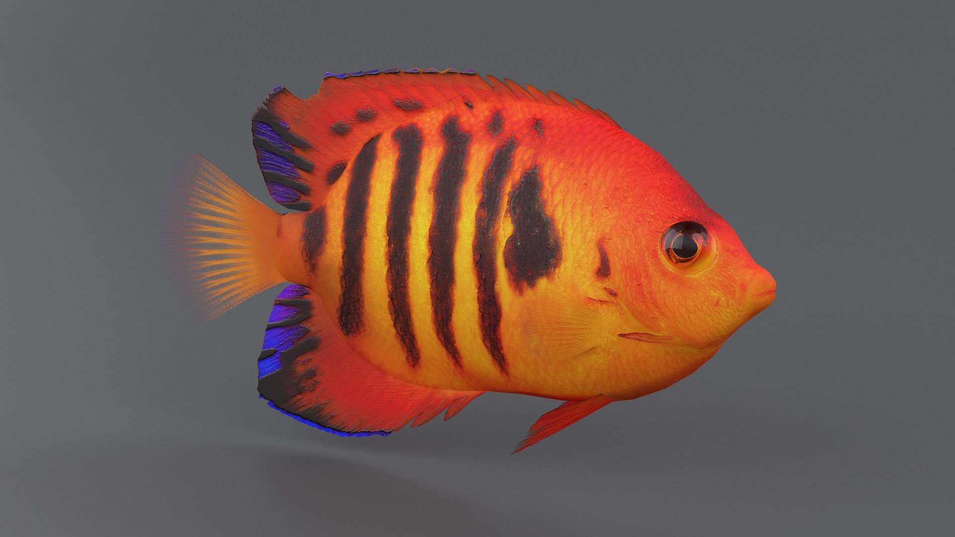 珊瑚鱼收藏3d模型