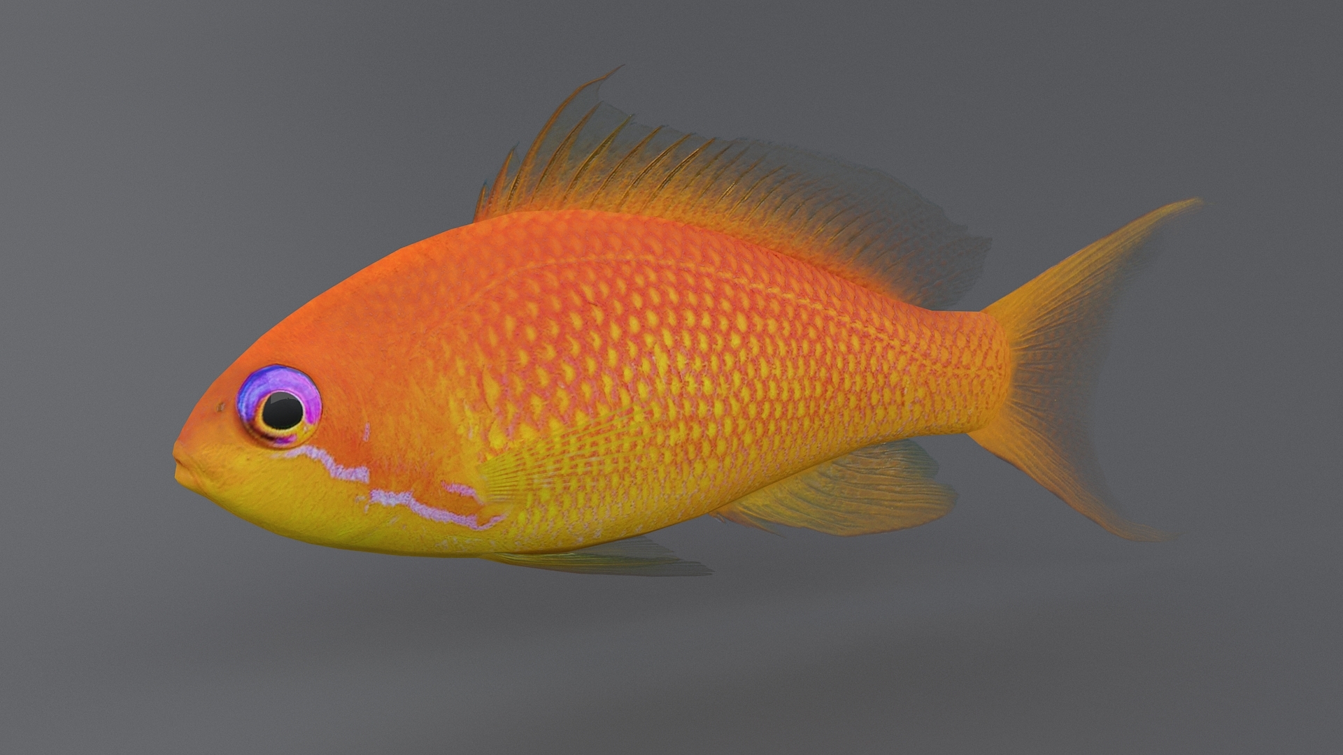 珊瑚鱼收藏3d模型