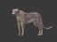 cheetah cartoon toon 3D model